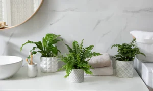 plante baie istock jpg