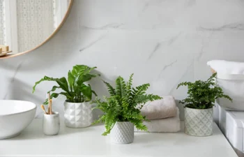 plante baie istock jpg
