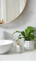 plante baie istock jpg