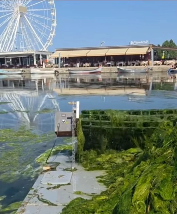 "Cositoarea acvatică" poate fi văzută în Portul Tomis. FOTO: captură video/Facebook