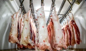 porci jpg 1 jpg