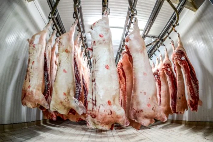 Porci sacrificati la abator Râmnicu Vâlcea