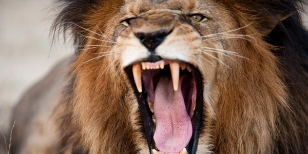 leu shutter