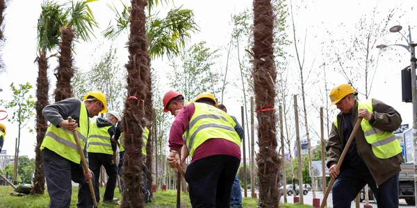 Eliminarea palmierilor plantați de Primăria Sectorului 3 în Piața Unirii din București. FOTO Inquam Photos / Sabin Cîrstoveanu