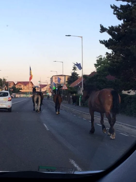 Caii au ieşit la plimbare pe DE 60 , în apropiere de Cluj-Napoca. FOTO: Nicu Mihai Caraian