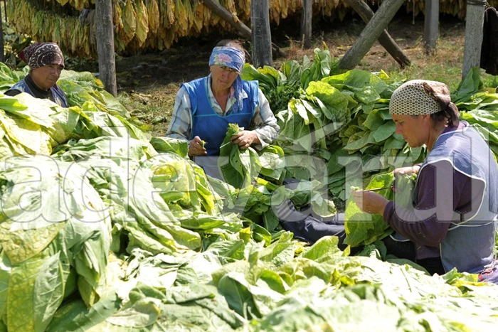 Forţa de muncă în producţia de tutun e din ce în ce mai scăzută Foto: Adevărul