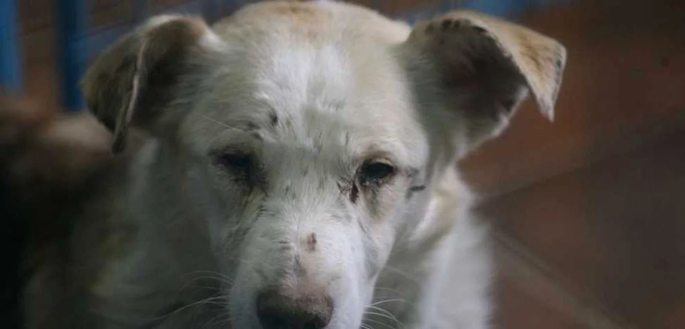 Căţeluşa a fost adoptată astăzi FOTO Arhiva Adevărul