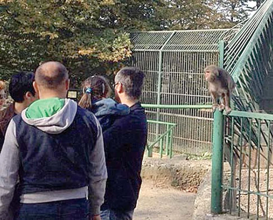 Macacul japonez zburdă liber prin parcul Zoo 