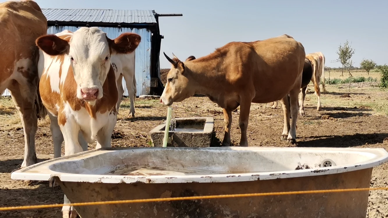 Apa este bunul cel mai de preț în aceste zile caniculare FOTO: Alina Mitran