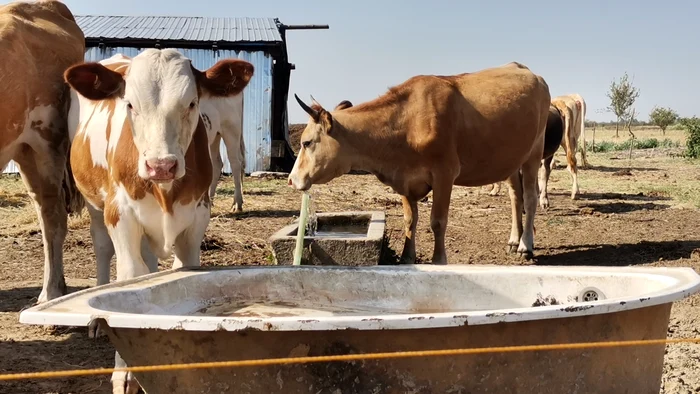 Apa este bunul cel mai de preț în aceste zile caniculare FOTO: Alina Mitran