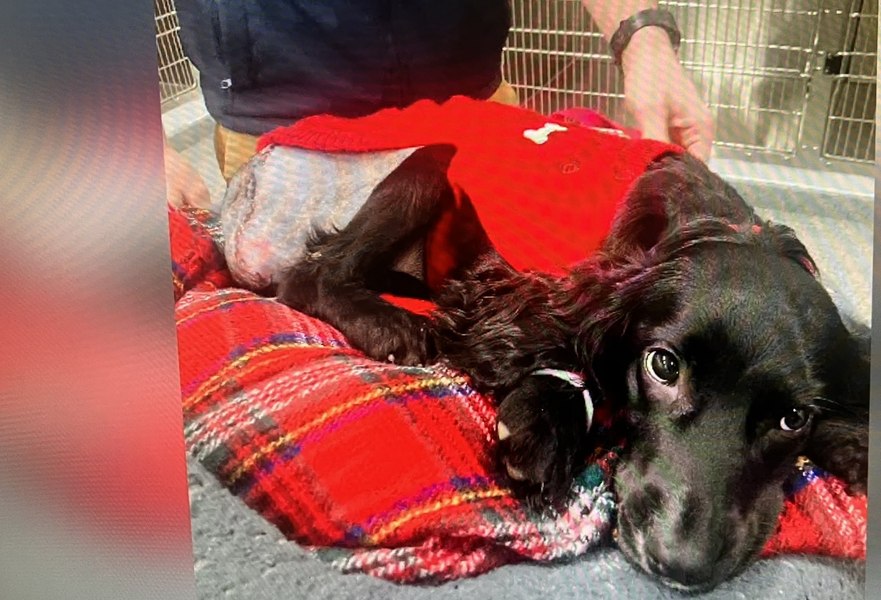 Povestea lui Ariel, câțelușa cu 6 picioare, aruncată în parcarea unui supermarket. A fost operată și acum i se caută o familie