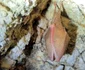 pestera cioclovina lilieci foto administratia parcului natural gradistea muncelului ciolcovina