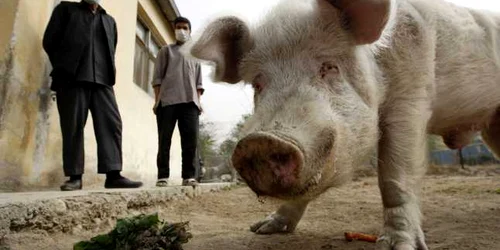 porc