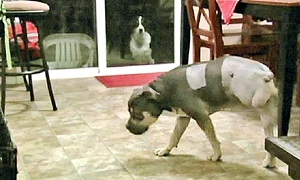 A învăţat deja să mergă  în trei picioare jpeg