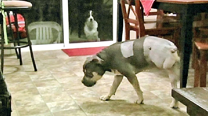 A învăţat deja să mergă  în trei picioare