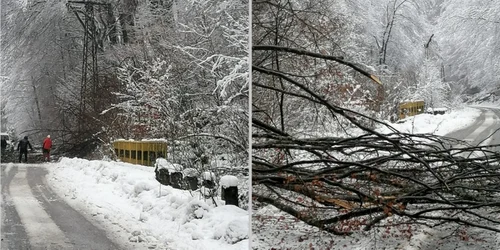 copaci prabusiti la rausor foto salvamont hunedoara