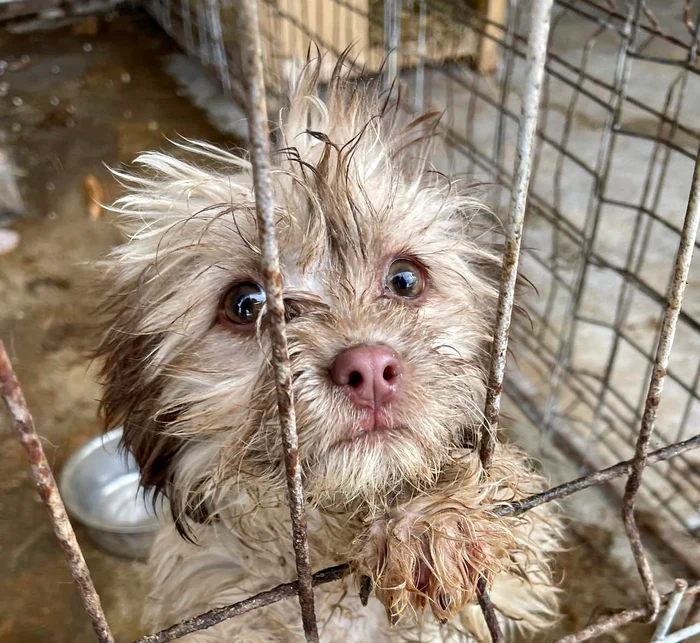 Șteluța, o cățelușă norocoasă FOTO Facebook Protecția Animalelor CJ Ilfov