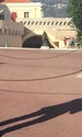 banner alina sorescu png