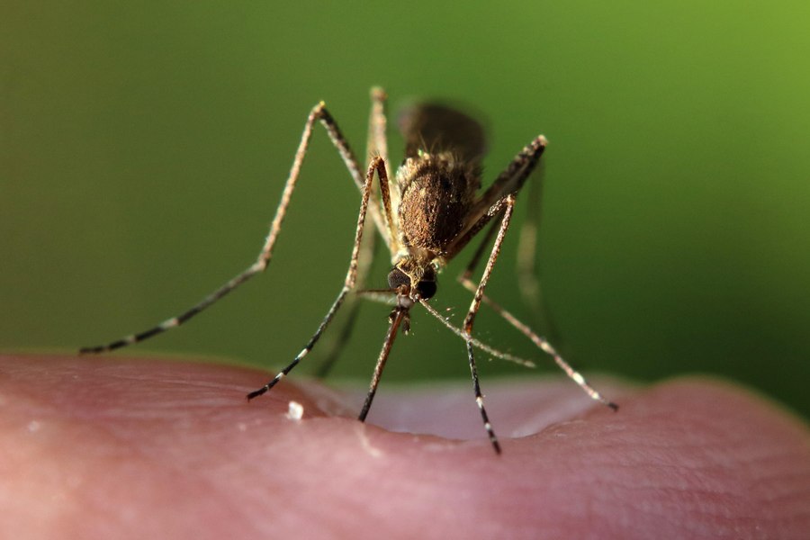 Țânțarii devin o problemă. Epidemiolog: „România trebuie să se pregătească pentru boli asociate istoric cu zonele tropicale”