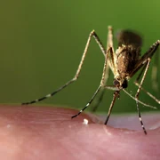 emphyrio mosquito 5549428 jpg