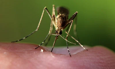 emphyrio mosquito 5549428 jpg