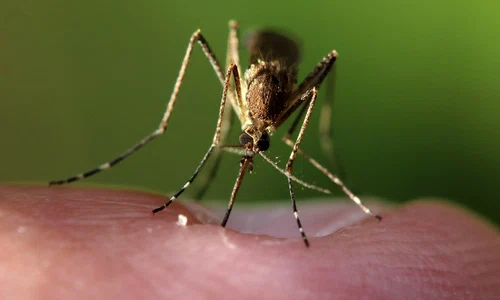 emphyrio mosquito 5549428 jpg