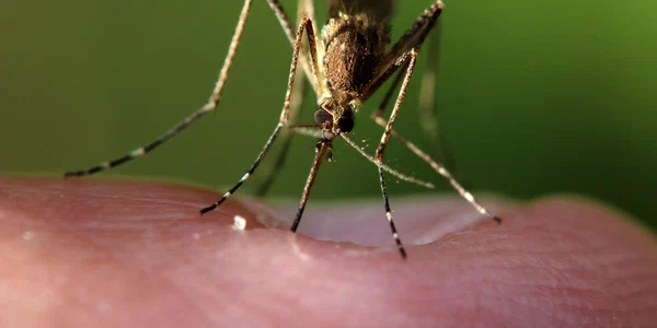 emphyrio mosquito 5549428 jpg