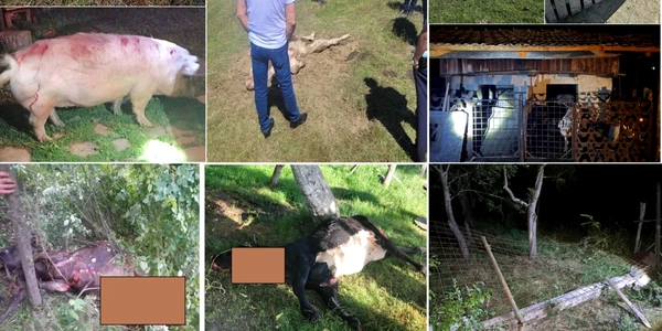 Animale ucise sau rănite de urşi în grajduri şi coteţe din zonele montane ale Vâlcii Foto colaj