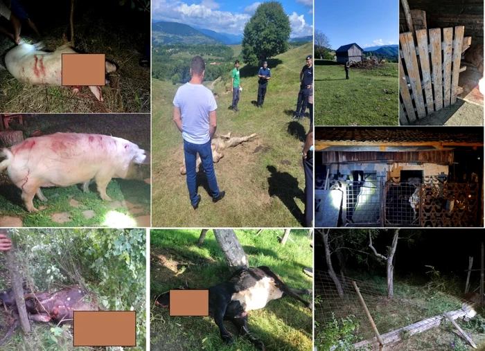 Animale ucise sau rănite de urşi în grajduri şi coteţe din zonele montane ale Vâlcii Foto colaj