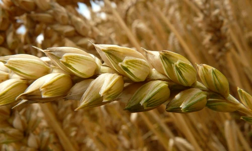 1 69399 original jpg jpeg