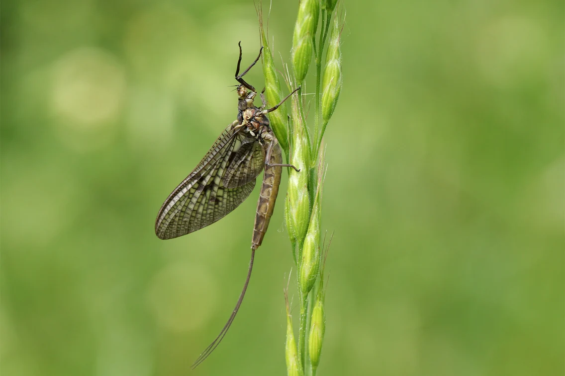 rusaliile shutterstock 1096491875 jpg