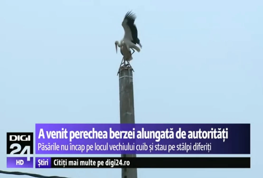 
    Perechea berzei mutate prin ordin al ministrului s-a întors şi ea în ţarăCaptură Digi 24  