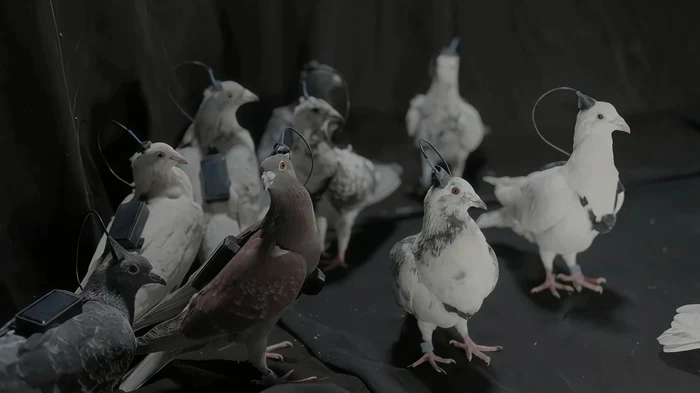 Porumbei cu cip cerebral/FOTO:X