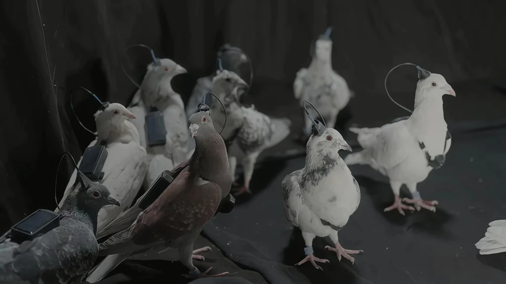 Rușii testează „porumbei-spioni” controlați prin cipuri cerebrale. Biodronele lui Putin ridică întrebări sumbre despre etică și militarizare