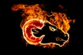 aries 1534969 1280 jpg