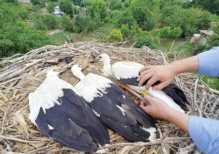 Puilor de barză li s-au amplasat câte două inele pe picior, cu ajutorul cărora vor fi monitorizaţi pe viitor