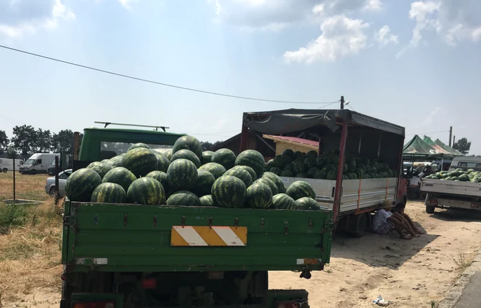 Zeci de camioane încărcate cu lubeniţe pleacă din Dăbuleni spre pieţe