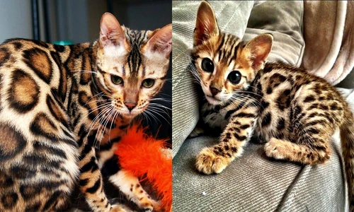 Pisica bengaleză  jpeg