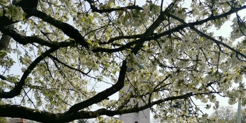 Vopsitul ouălor roşii la mănăstirea Timişeni-Şag FOTO Ş.Both