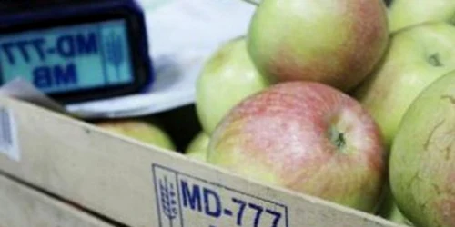 marfa moldoveneasca foto ipn