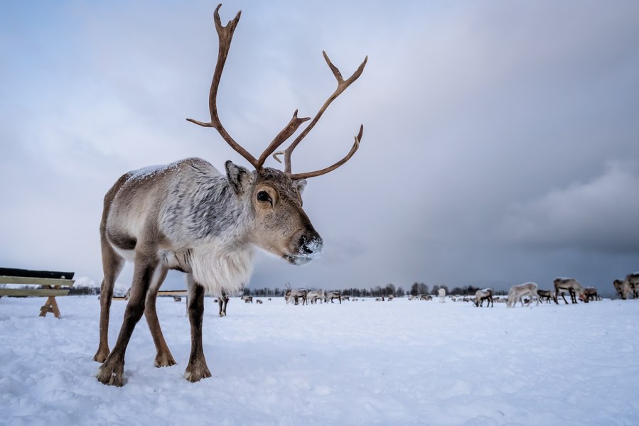 Norvegia reface un gard la granița cu Rusia pentru a pune capăt escapadelor renilor. Suma cerută de ruși pentru fiecare trecere