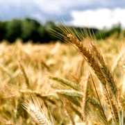 Grau lan de grau FOTO Shutterstock