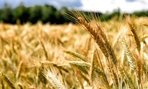 Grau lan de grau FOTO Shutterstock