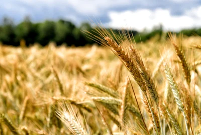 Grau lan de grau FOTO Shutterstock