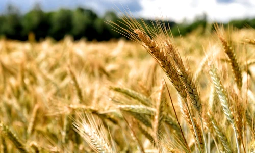 Grau lan de grau FOTO Shutterstock