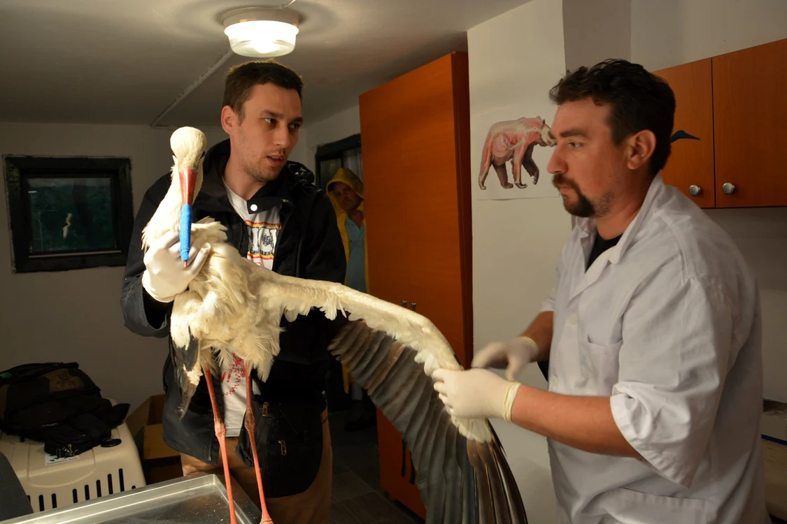 Medicii veterinari au salvat sute de animale sălbatice de la moarte FOTO: ACDB