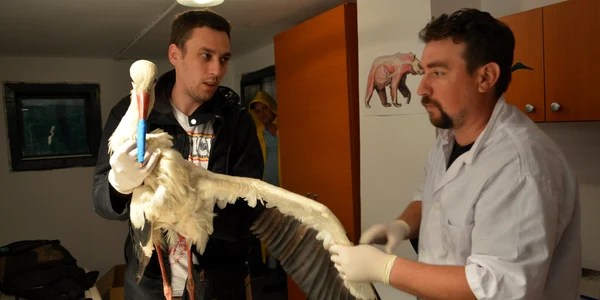 animale albatice salvate la acdb (2) jpg