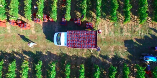 Strugure struguri ciorchine vie vin cramă podgorie Dobrogea Sursa Alira