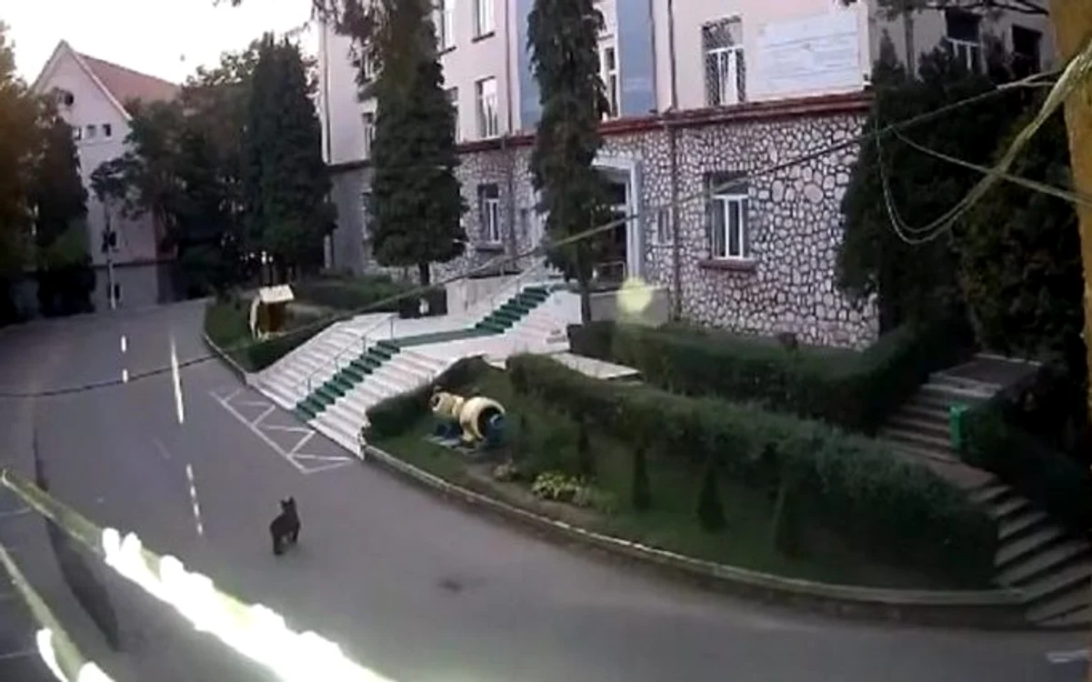 Urs, la plimbare prin curtea Universității din Petroșani. Sursa: Universitatea din Petroșani. 