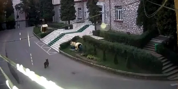 Pui de urs la Universitatea din Petroșani Foto Informatia Vaii Jiului jpg